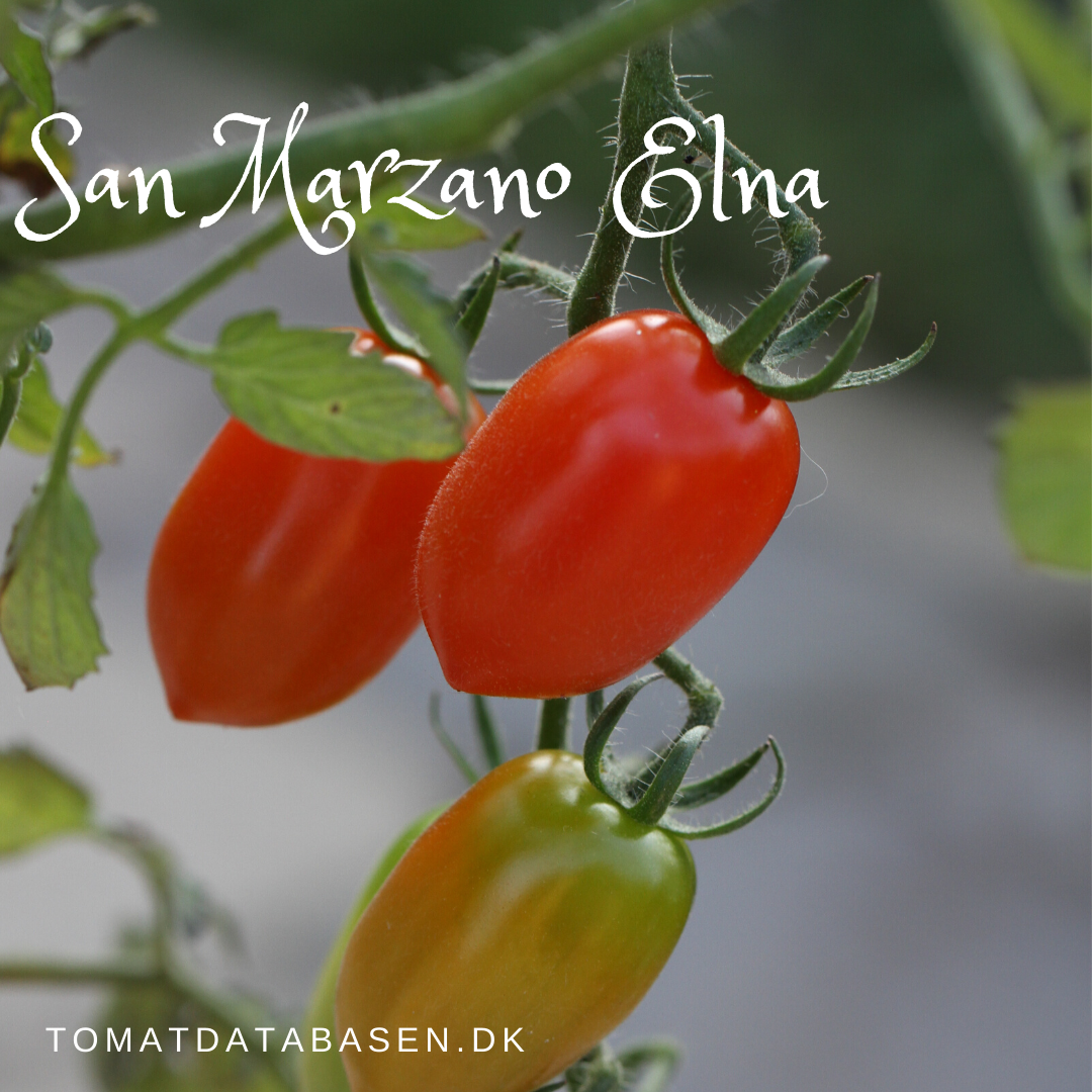 San Marzano Elna